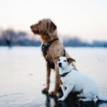 Hunde Buddeln-Warum und wie man es verhindern kann