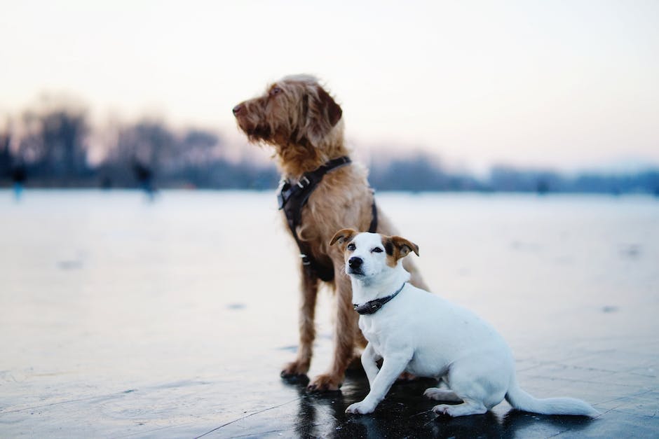 Hunde Buddeln-Warum und wie man es verhindern kann