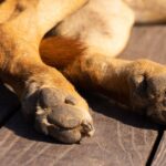 Warum lecken Hunde Menschen an den Füßen? Ein Einblick in die Bedeutung des Verhaltens
