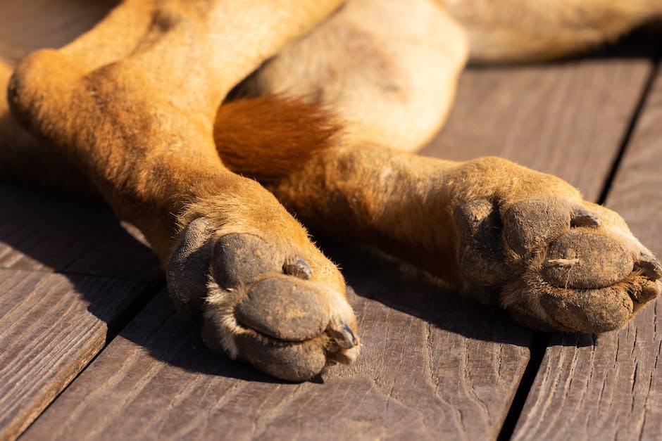 Warum lecken Hunde Menschen an den Füßen? Ein Einblick in die Bedeutung des Verhaltens