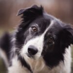 Warum pupst mein Hund - Richtige Ernährung als Ursache erkennen