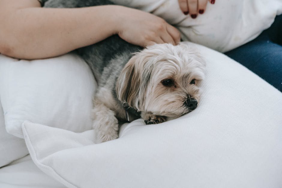  Warum zerwühlen Hunde ihre Decke: Welchen Grund gibt es?