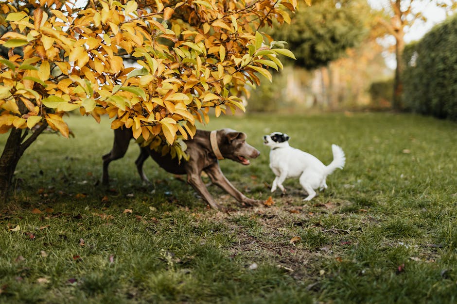  warum altern Hunde schneller als Menschen? Einblicke in die biologischen Gründe