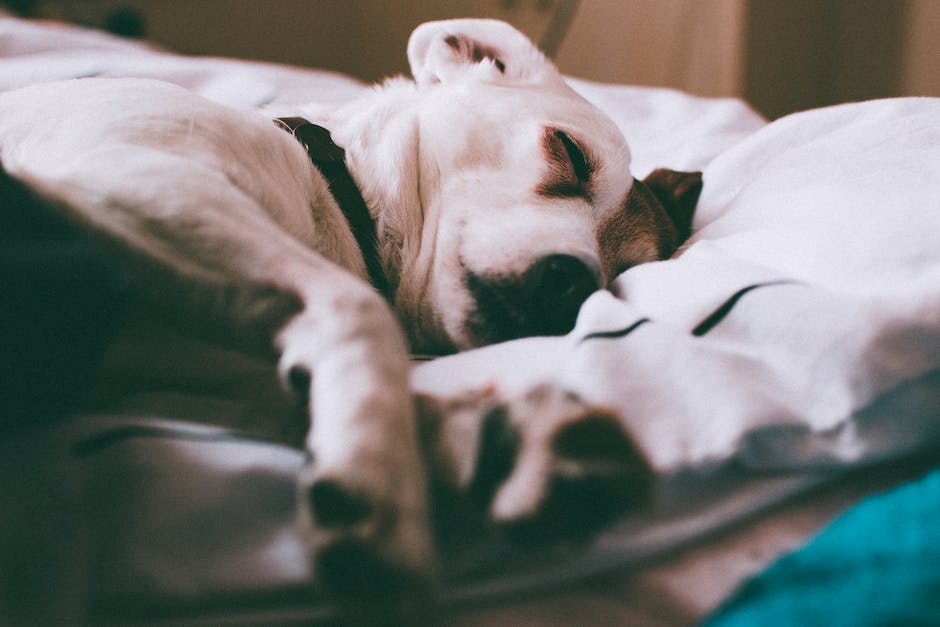 Hundeschnelle Atmung während des Schlafens
