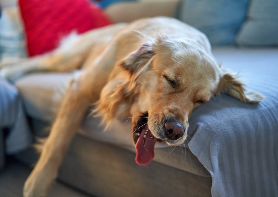  Warum atmet mein Hund schneller beim Schlafen?