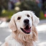 seo optimierter Alt-Attribut-Tag für "Warum beißen Hunde andere Hunde?"