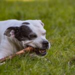 Hunde beißen ins Gesicht - Ursachen und Lösungen
