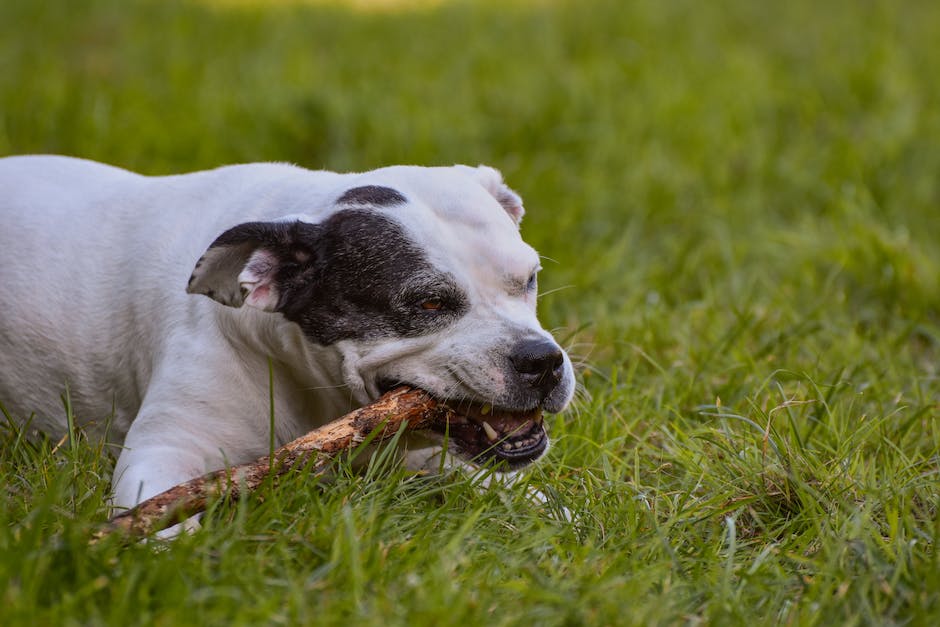 Hunde beißen ins Gesicht - Ursachen und Lösungen