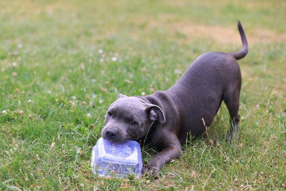 Warum beißt mein Hund in die Hand? (SEO-optimierte Antwort)