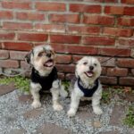 Hundepfoten beißen: Warum es passiert und wie man es beheben kann