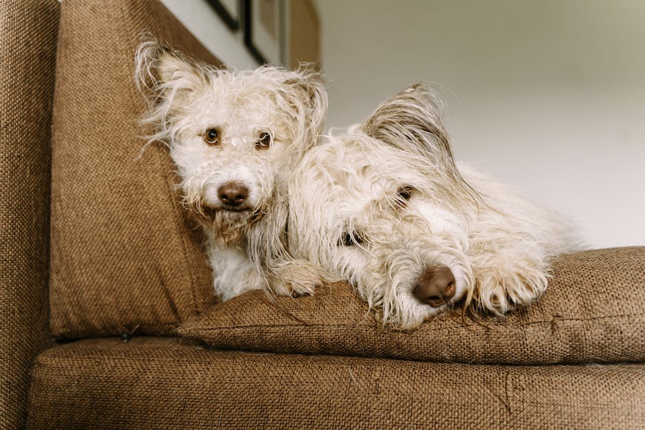 Bild eines bettelnden Hundes mit warum Hunde betteln als Alt-Attribute