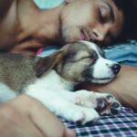 Hundeschlafmuster und seine Bedeutung