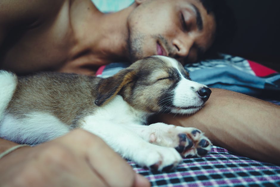  Gründe warum Ihr Hund beim Schlafen brummt