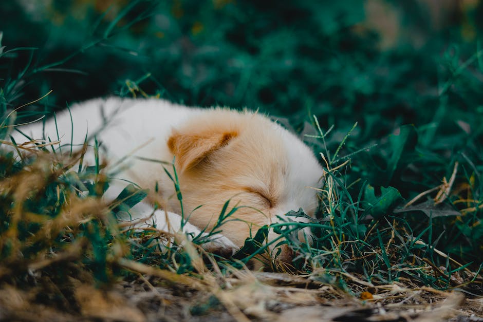  Warum Hunde im Schlaf nicht gestört werden sollen