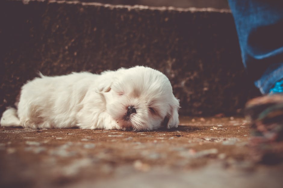 "Warum wird empfohlen, Hunde nicht zu wecken, wenn sie träumen?"