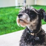 Warum drehen Hunde den Kopf bei Geräuschen?