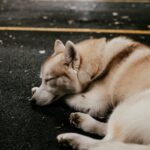 Warum drehen sich Hunde, bevor sie schlafen?