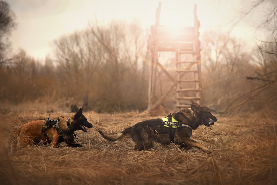 Hunde und Radieschen: Welche Gefahren bestehen?