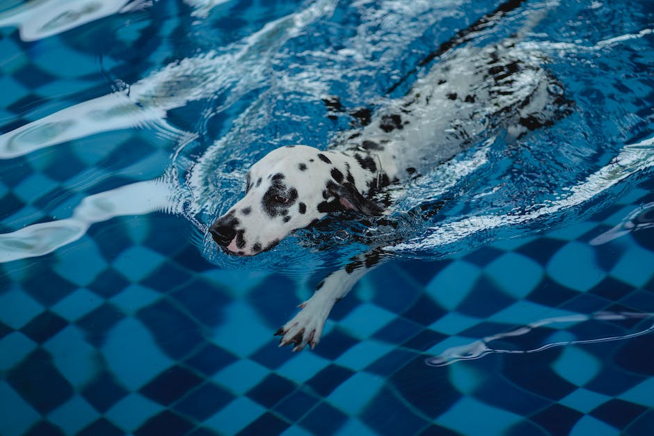 Hunde baden in Seen: Warum ist es verboten?