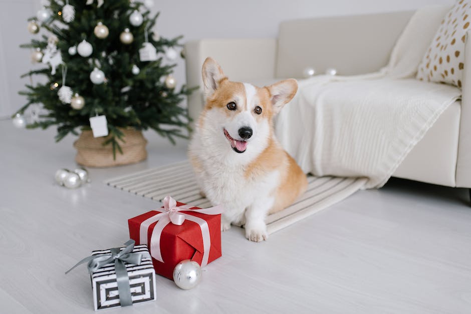 
Warum ein Hund das Leben bereichert