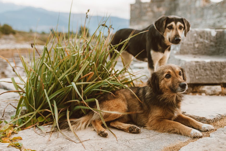  Warum entlaufen Hunde - die Gefahren und Möglichkeiten, sie zu verhindern