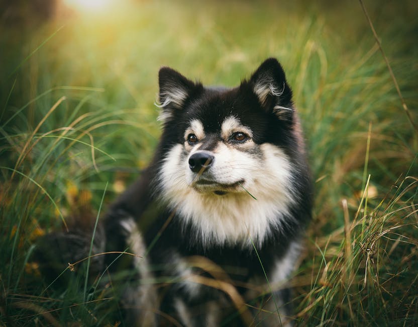  Erbrechen Hunde Galle - Gründe und wie man Unverträglichkeiten vermeidet