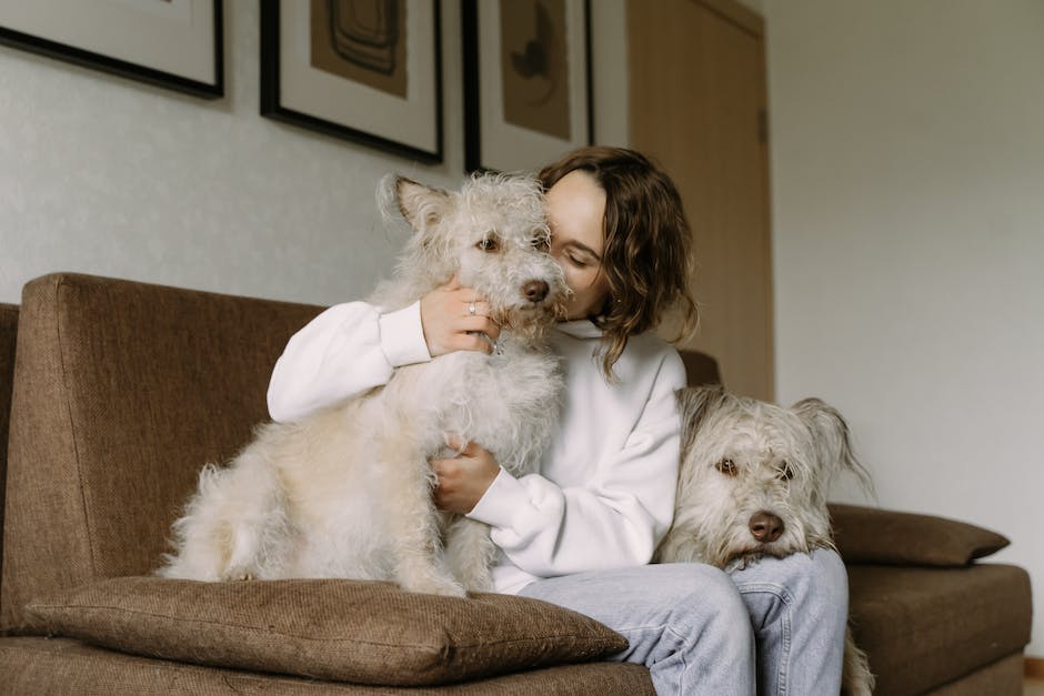 Hunde erbrechen gelbe Flüssigkeit als Zeichen innerer Erkrankung