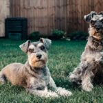 Galle Erbrechen bei Hunden erklärt
