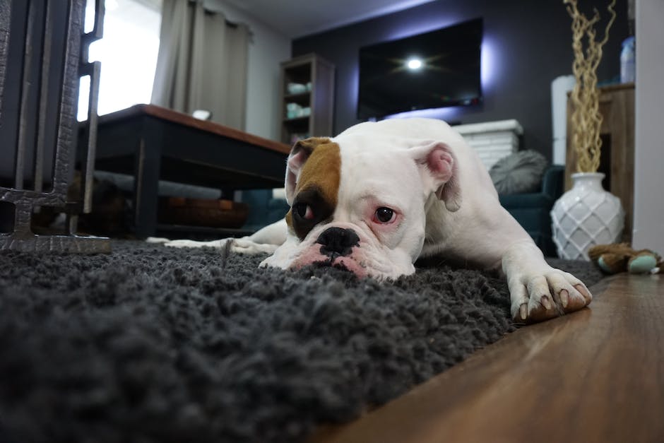 Hunde fressen auf dem Teppich aus verschiedenen Gründen