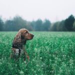 Grasfressen bei Hunden-Ergebnisse einer Studie