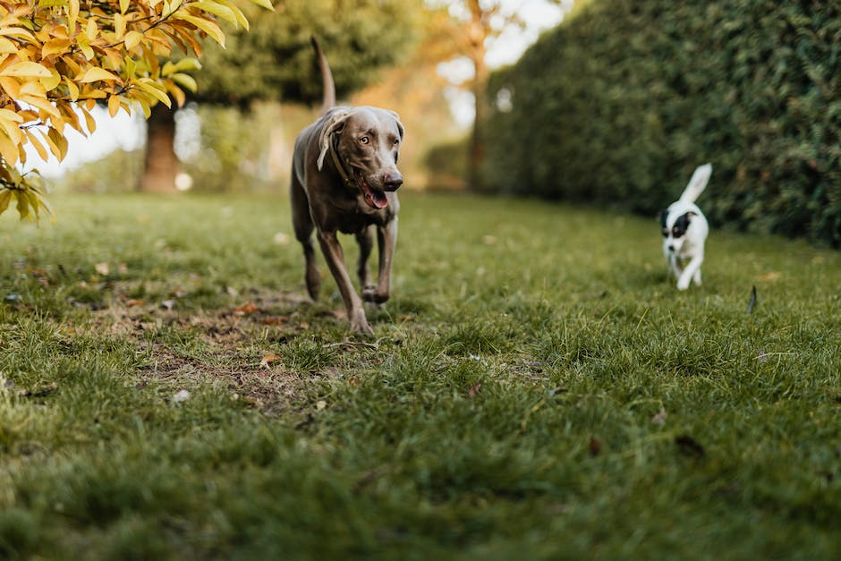  Warum Hunde Gras fressen und danach erbrechen