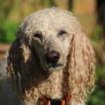 Alternativer Alt-Attribut: Grasfressverhalten Hunde Wikipedia