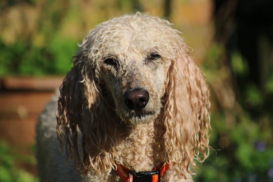 Alternativer Alt-Attribut: Grasfressverhalten Hunde Wikipedia