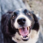 Hunde frisst Kotze – Gründe und Erklärungen