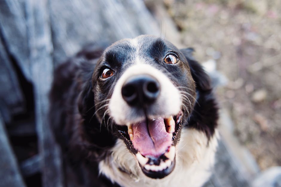 Hunde frisst Kotze – Gründe und Erklärungen