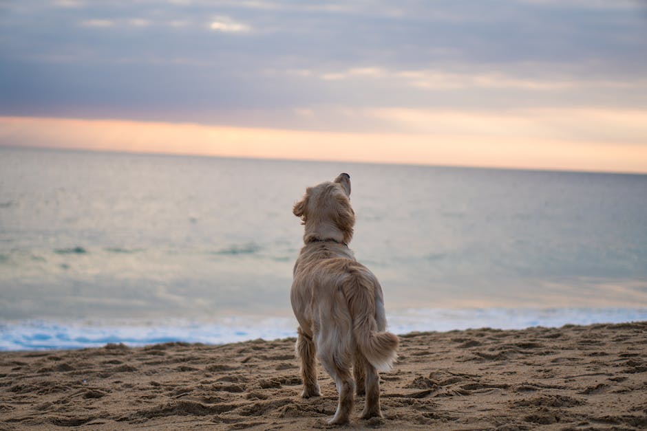 Hunde fressen Sand um einen Mangel an Mineralstoffen auszugleichen