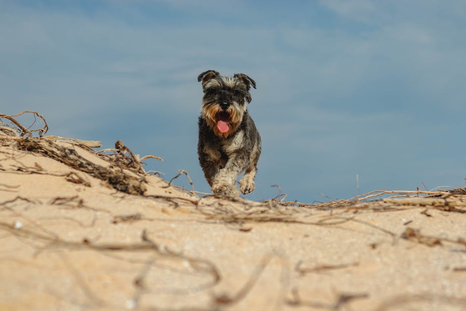 Hunde essen Sand, um Mineralien und andere Nährstoffe aufzunehmen