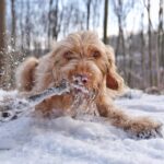 Hunde-Fressen-Schnee-Erklärung