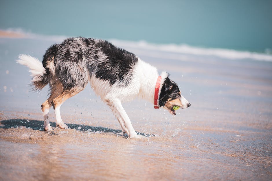  Warum frisst ein Hund Kot - eine fachkundige Erklärung