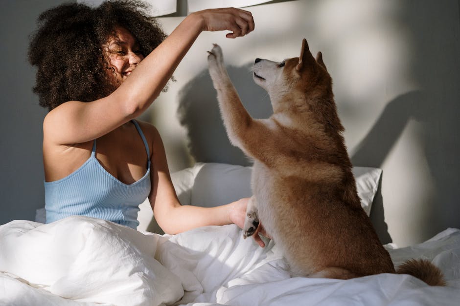 Hund Kocht Kot- Warum er es frisst