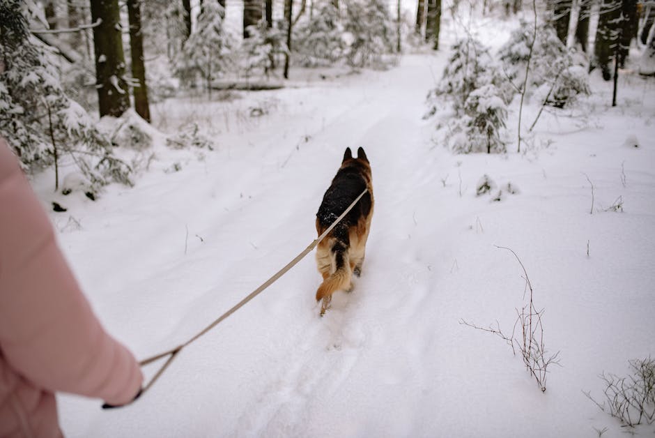  Warum frisst Hund Schnee- Erklärung und Hintergründe
