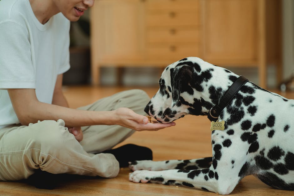 Warum frisst mein Hund kein Trockenfutter? Alt Attribut: Gründe und Lösungen für Hunde, trockenes Futter zu essen.