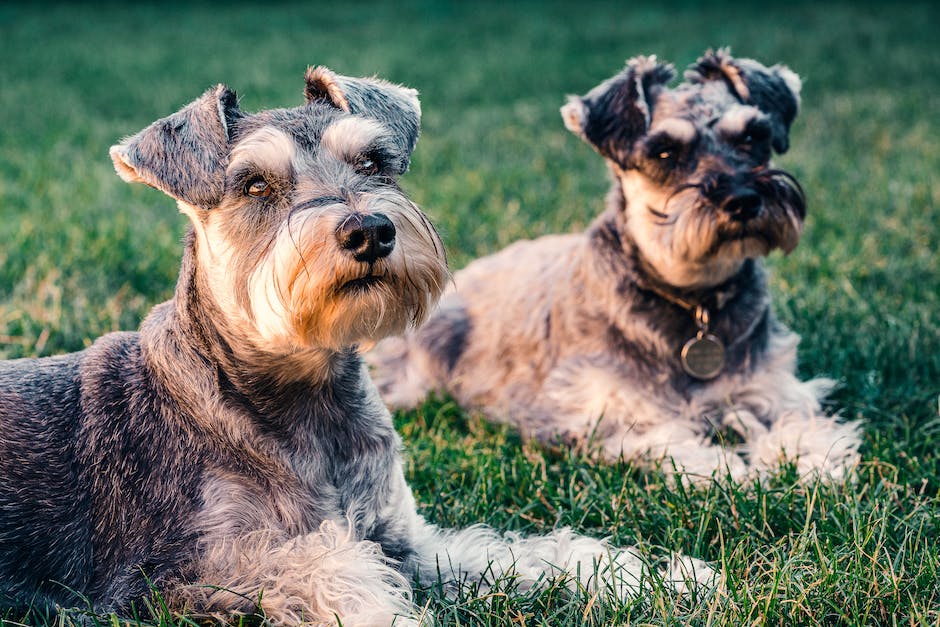 Hund gähnt Warum