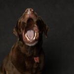 Gähnende Hundemimik erklärt