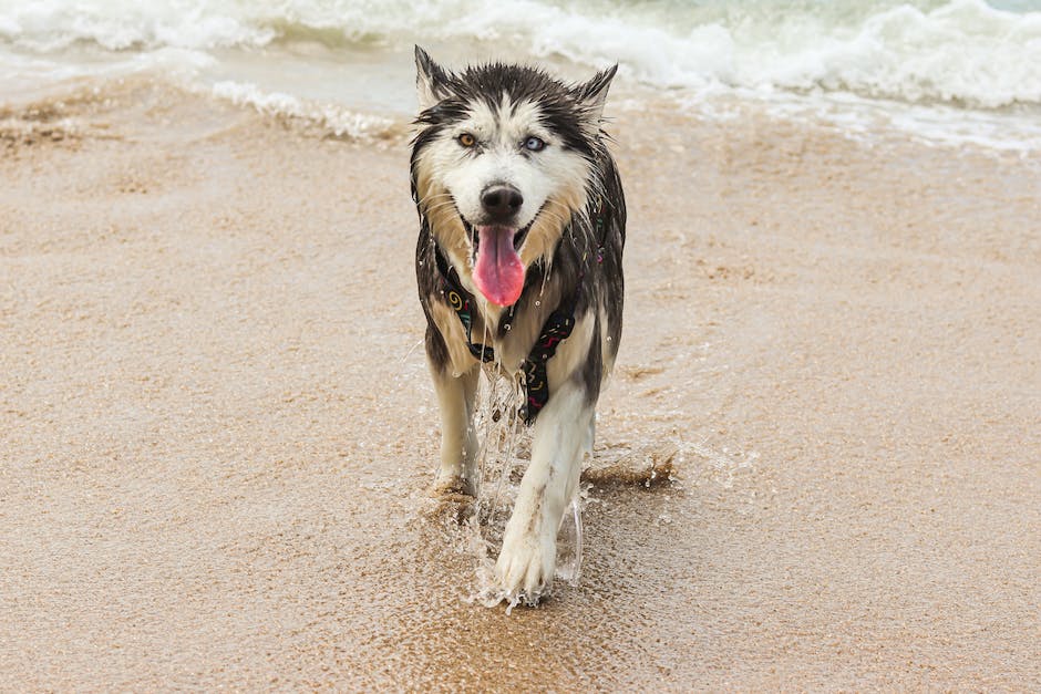 Hunde gehen zwischen Beine weil Reflex-Reflex Technik