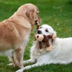 Warum Hunde schief gucken