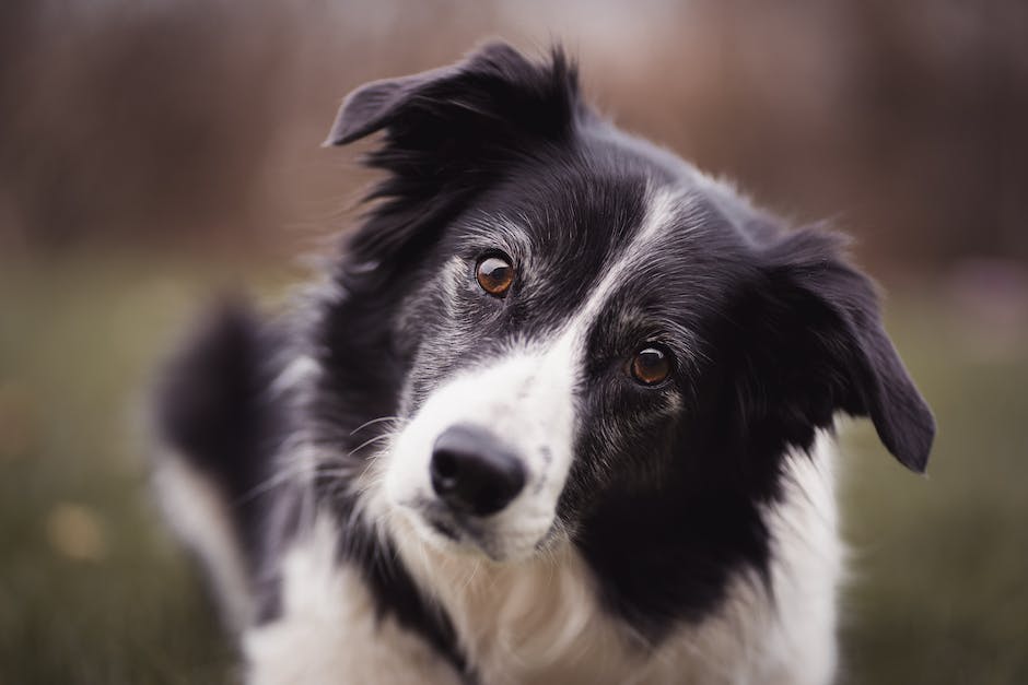  Hundehaltung mit Kopfschiefhaltung erklärt