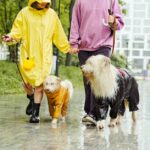 Hilfe bei der Prävention und Bekämpfung von Zecken bei Hunden