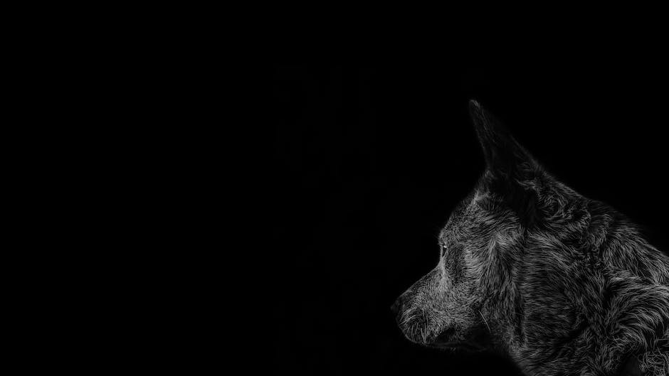 Hecheln Hunde abends - ein tiefes Einblick in ein wichtiges Verhalten