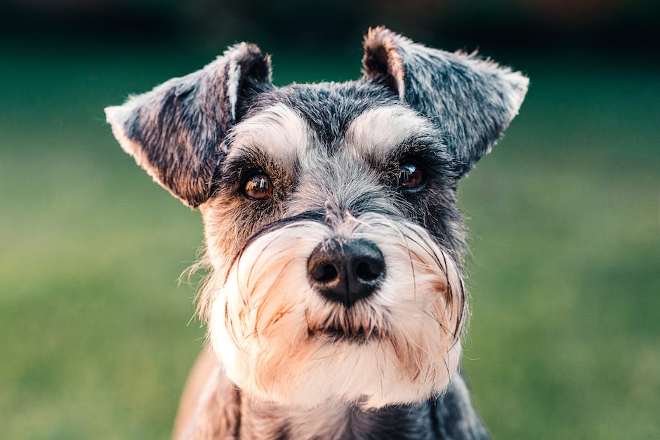 Hecheln von Hunden: Warum sie es tun und wie man es verringert